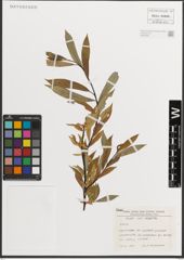 Foto von Salix L.